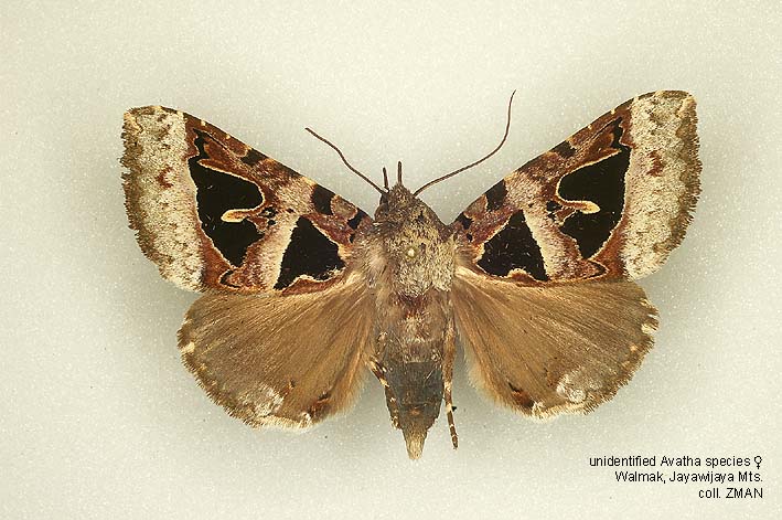Papua Insects Foundation (Lepidoptera/Erebidae/Erebinae)
